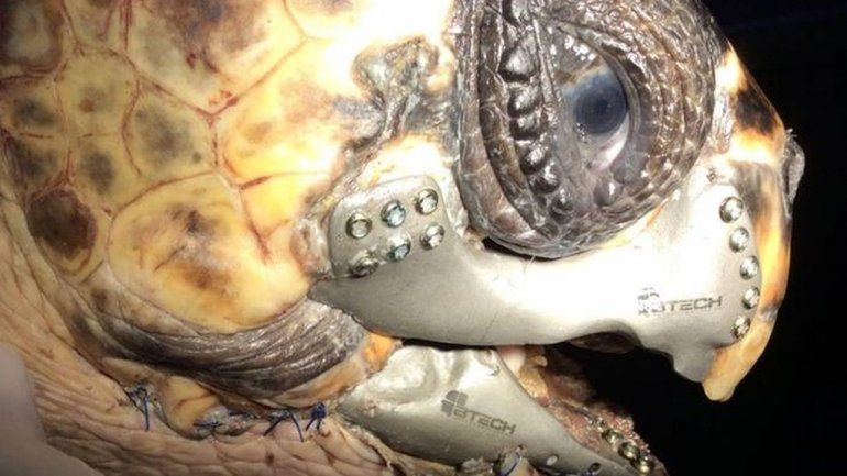 Черепаха с установленным протезом