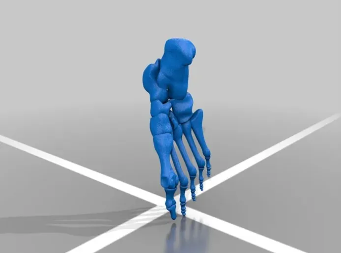 3D-модель костей стопы.png